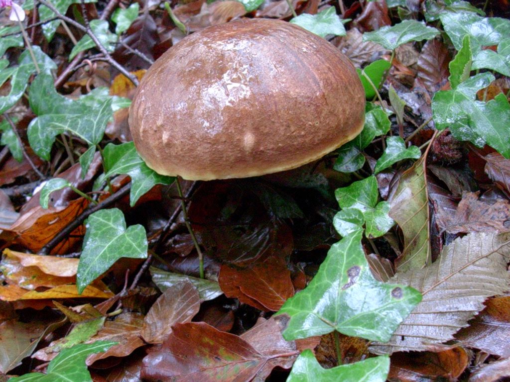 1454 Ottobre vecchio ritrovamento